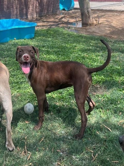 Photo of Little Red, adoptable Pit Bull Terrier in Thousand Palms, California