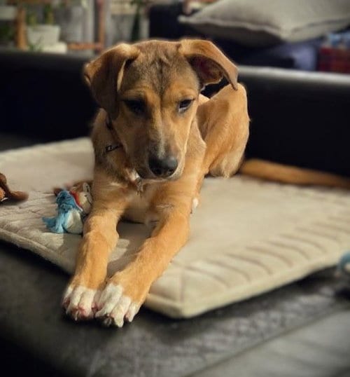 Photo of Pharrell, adoptable German Shepherd Dog in Sacramento, California