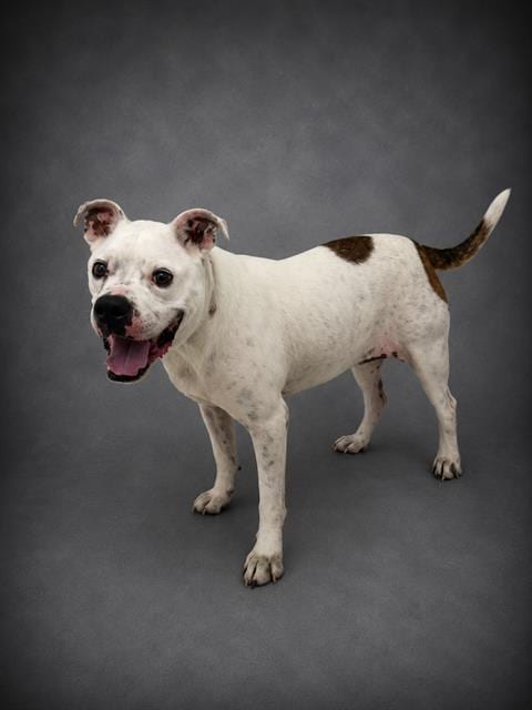 Photo of Berdine, adoptable Bulldog in Winter Haven, Florida