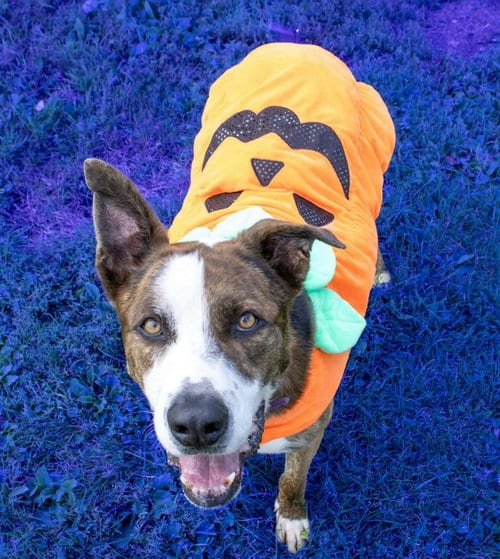 Photo of Ares, adoptable Shepherd in AUSTIN, Minnesota