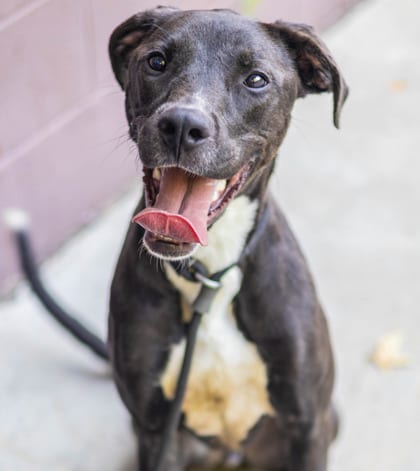 Photo of Pikachu, adoptable dog in Chamblee, Georgia