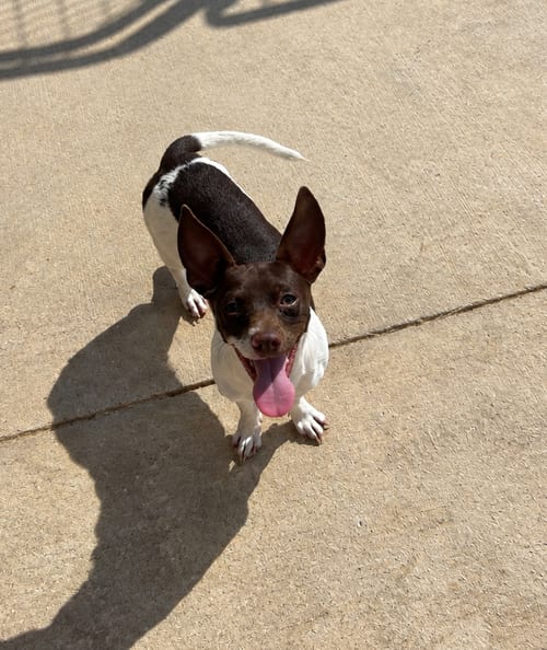 Photo of Sylvester, adoptable Rat Terrier in Pipe Creek, Texas