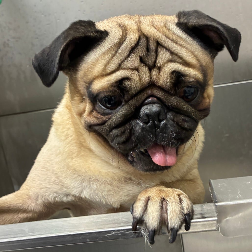Photo of Maxwell (Max), adoptable Pug in California, California
