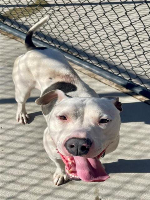 Photo of Diesel, adoptable Pit Bull Terrier in Tulsa, Oklahoma