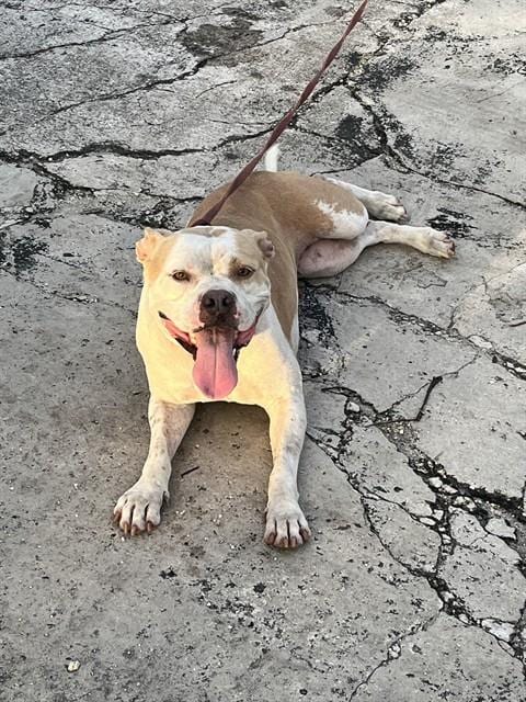 Photo of Mia, adoptable Bulldog in Miami, Florida