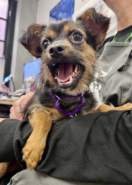 Photo of Rocky, adoptable Yorkshire Terrier Yorkie in San Francisco, California