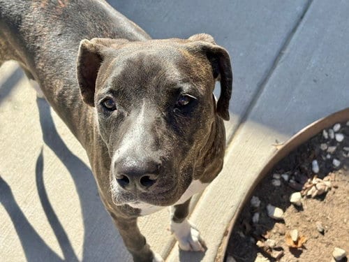 Photo of Sally, adoptable Pit Bull Terrier in Tulsa, Oklahoma