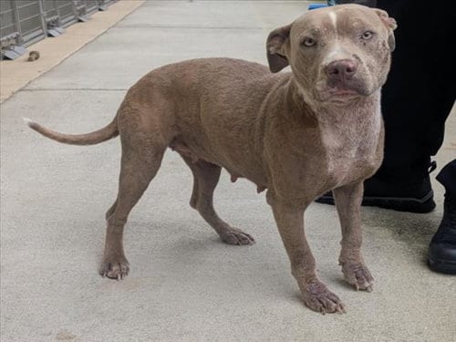 Photo of Sheisty, adoptable Staffordshire Bull Terrier in Mobile, Alabama