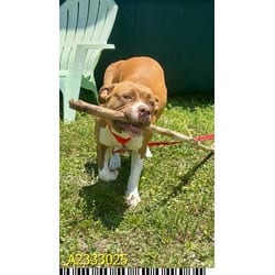 Photo of Peach, adoptable Mixed Breed (Medium) in West Palm Beach, Florida