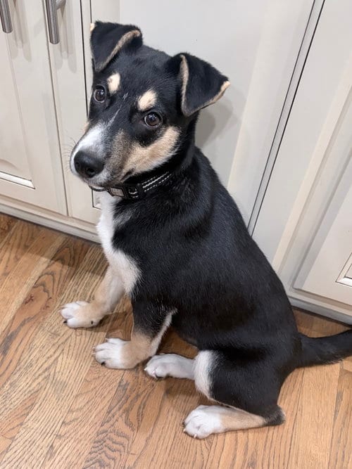 Photo of Wednesday, adoptable Siberian Husky in Ball Ground, Georgia