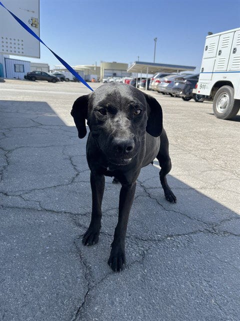 Photo of Kit-Kat, adoptable Labrador Retriever in Bakersfield, California
