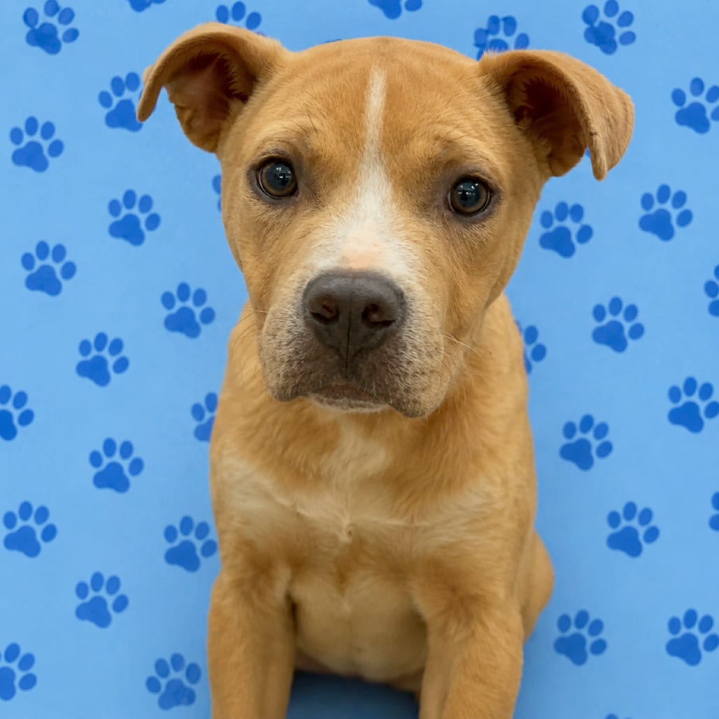 Photo of Levi, adoptable Mixed Breed (Medium)