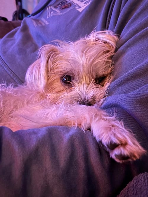 Photo of Sailor, adoptable Cairn Terrier in St. Louis Park, Minnesota