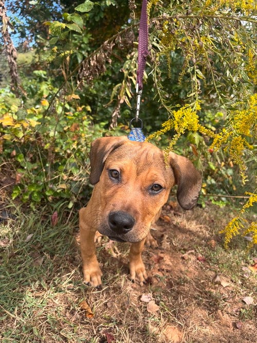 Photo of La Folie, adoptable Terrier in Candler, North Carolina