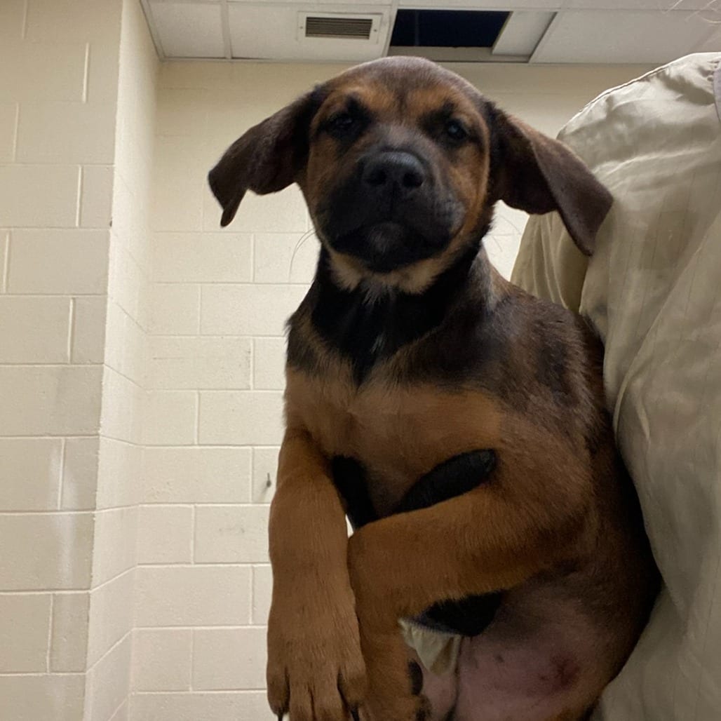 Photo of Maize, adoptable dog