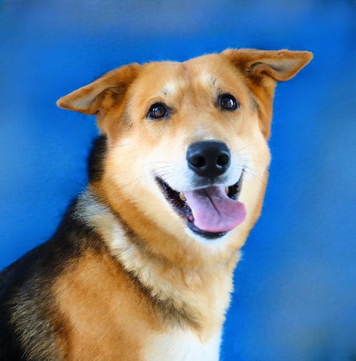 Photo of Zion, adoptable German Shepherd Dog in Pasadena, California