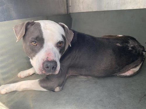 Photo of Peter, adoptable Pit Bull Terrier in Sacramento, California