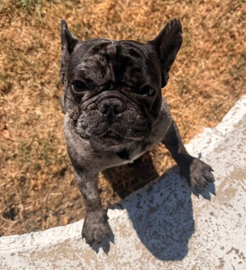 Photo of Dink, adoptable French Bulldog in OKLAHOMA CITY, Oklahoma