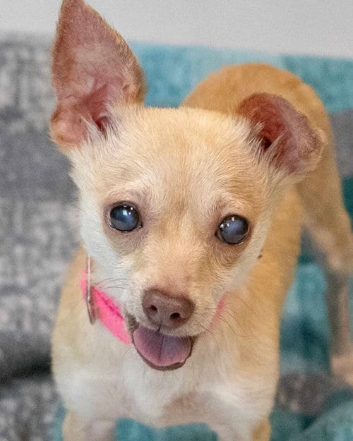 Photo of Milly, adoptable Chihuahua in Kennesaw, Georgia