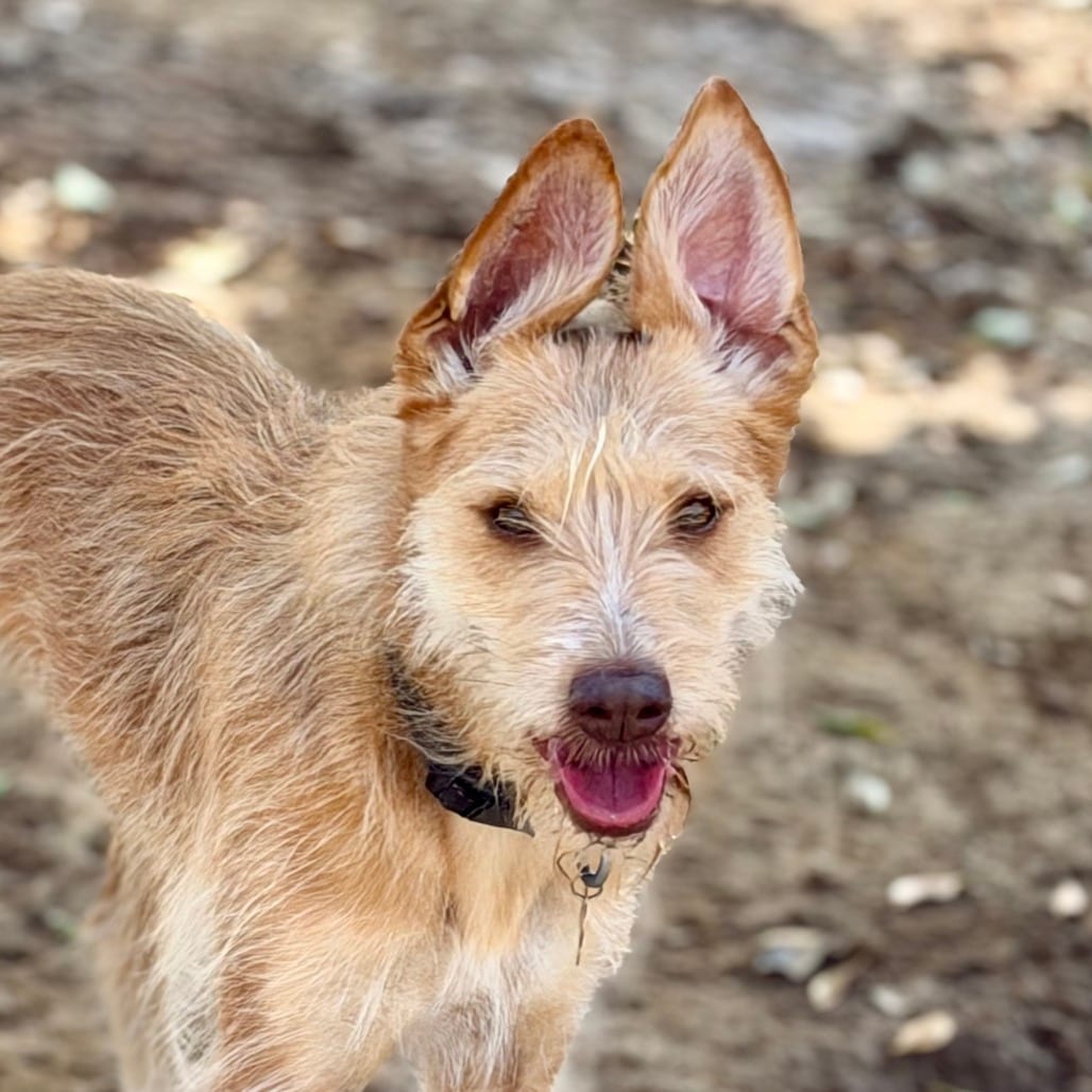 Photo of Sunny, adoptable Terrier / Mixed Breed (Medium) in Riverside, California