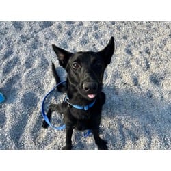 Photo of Manny, adoptable Mixed Breed (Medium) in Maumee, Ohio
