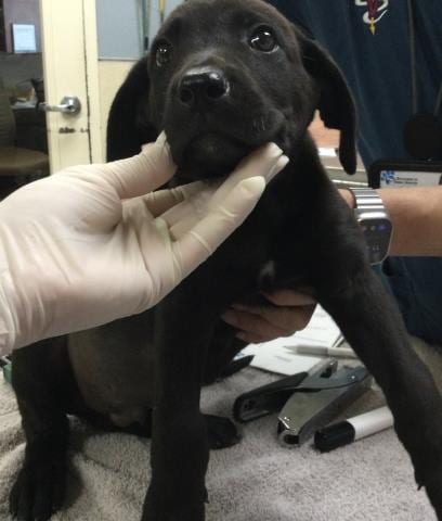 Photo of Benji, adoptable German Shepherd Dog in Riverside, California