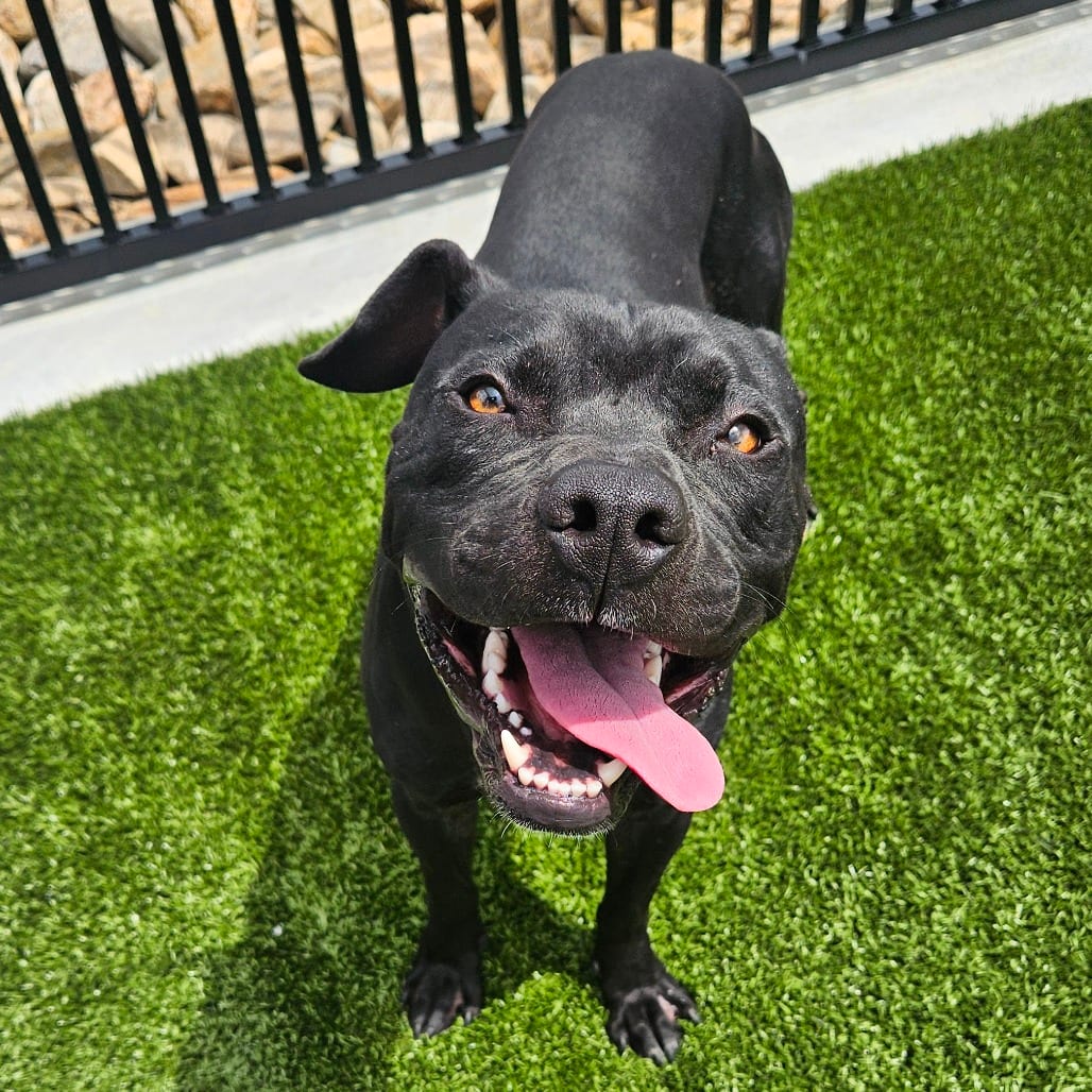 Photo of Romeo, adoptable Terrier, Pit Bull in Spartanburg, South Carolina