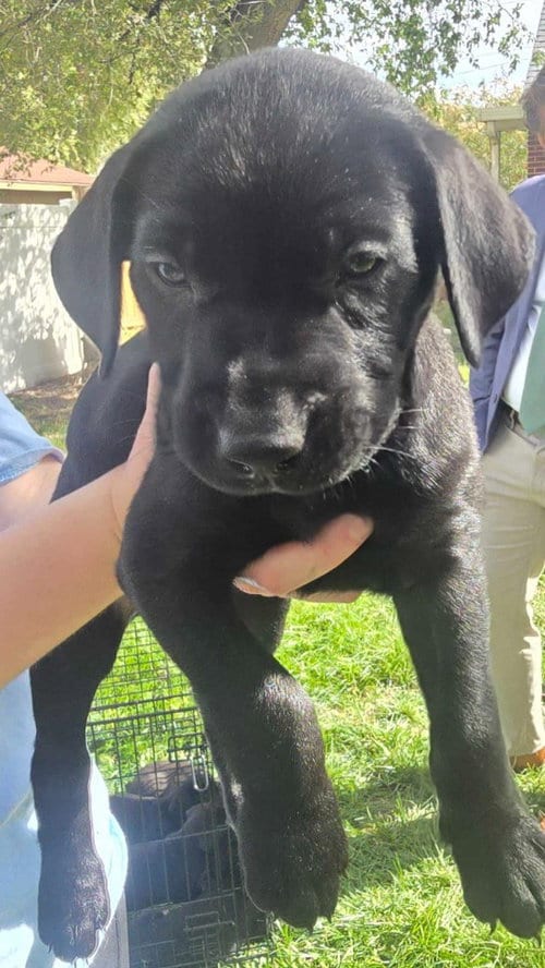 Photo of Boo, adoptable Black Mouth Cur in Salt Lake City, Utah