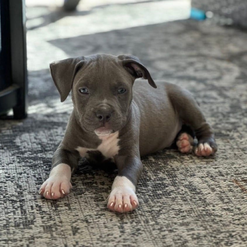 Photo of Elephant, adoptable Terrier, Pit Bull / Mixed Breed (Small) in Riverside, California