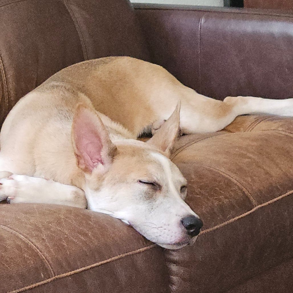 Photo of Ajax, adoptable Terrier / Mixed Breed (Medium) in San Antonio, Texas
