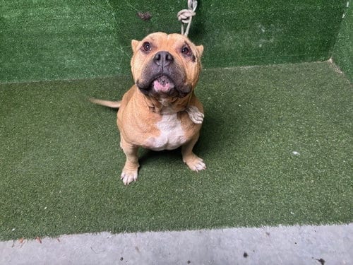 Photo of Smokey, adoptable Pit Bull Terrier in Lancaster, California