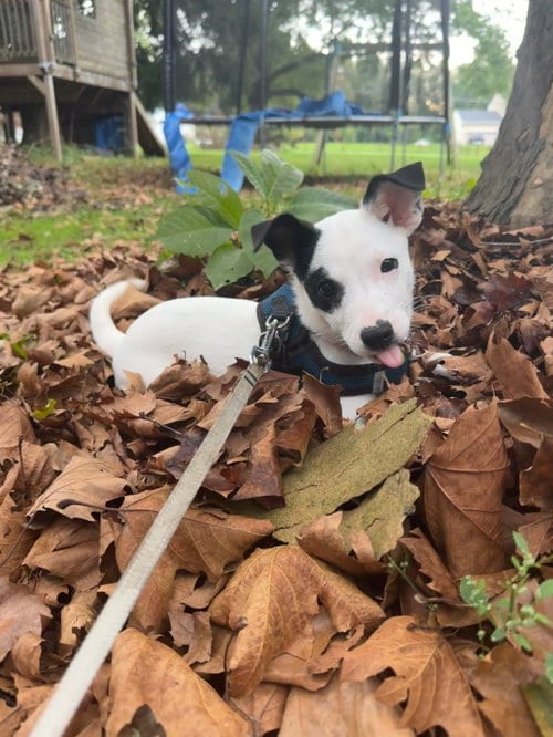 Photo of Arwin, adoptable Jack Russell Terrier in Oakhurst, New Jersey