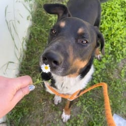 Photo of Sharky HS/LDD, adoptable Australian Cattle Dog Mixed Breed (Medium) in Hartford, Connecticut