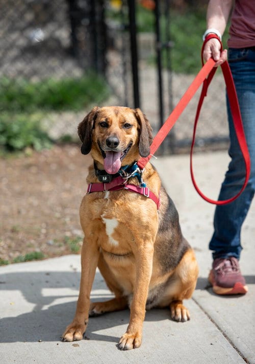 Photo of Buster Brown, adoptable Hound in Elmsford, New York