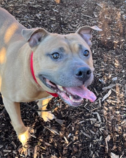 Photo of Mabel, adoptable dog in Auburn, Washington