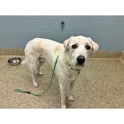 Photo of Bernard, adoptable Great Pyrenees in Colorado Springs, Colorado