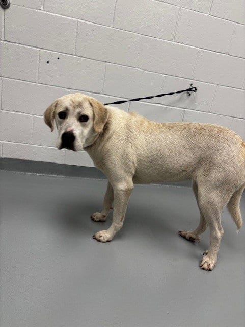 Photo of Clearance, adoptable Labrador Retriever in St. Cloud, Florida
