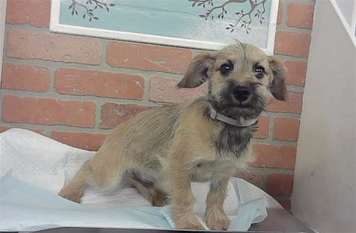 Photo of Dustin, adoptable Chihuahua in Houston, Texas