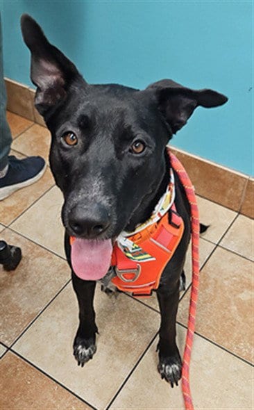 Photo of Chico, adoptable German Shepherd Dog in Temple, Texas