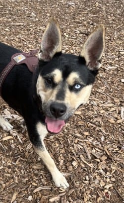 Photo of Pearl, adoptable dog in Auburn, Washington