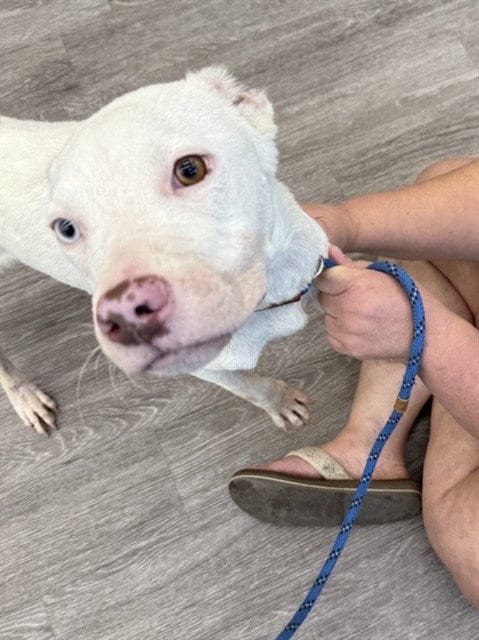 Photo of Buoy, adoptable Pit Bull Terrier in Waco, Texas