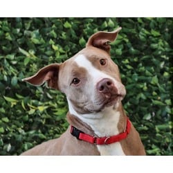 Photo of Milla, adoptable Mixed Breed (Medium) in Georgetown, Delaware
