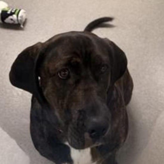 Photo of Marleigh May, adoptable Hound, Plott / Mix in Baltimore, Maryland