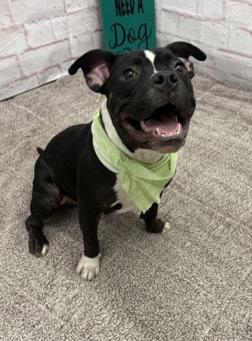 Photo of Cristalle, adoptable American Pit Bull Terrier in Detroit, Michigan