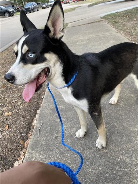 Photo of A662696, adoptable Siberian Husky in Houston, Texas