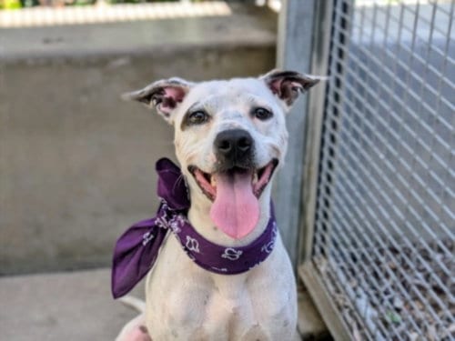 Photo of Boomer, adoptable Pit Bull Terrier in Los Angeles, California