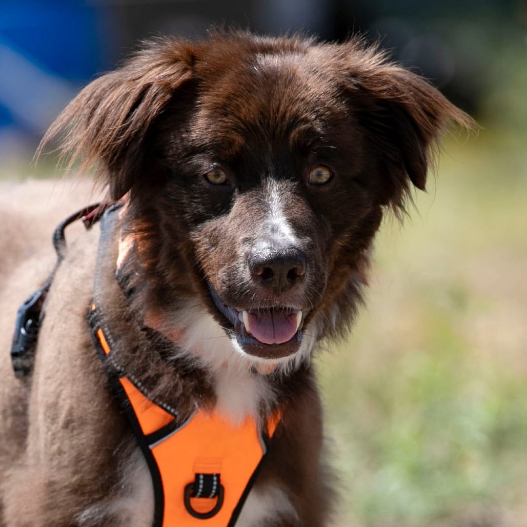 Photo of Vega (AP26-127), adoptable Retriever, Labrador / Mix in Colorado Springs, Colorado