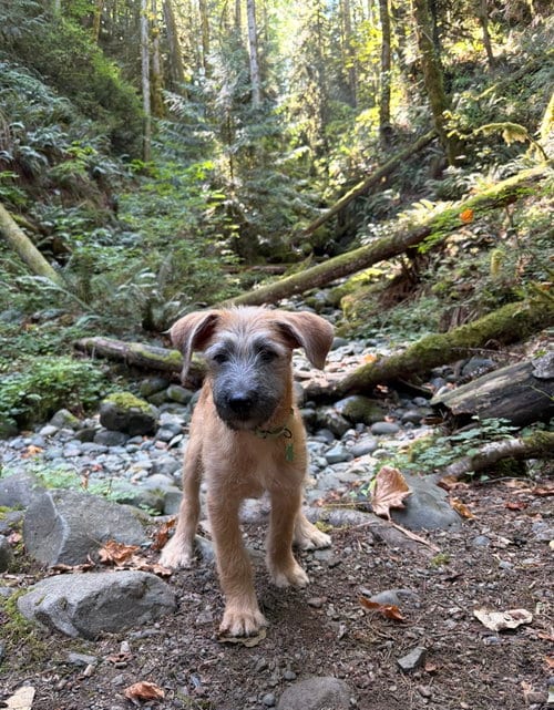Photo of Garth, adoptable Poodle (Standard) in Seattle, Washington