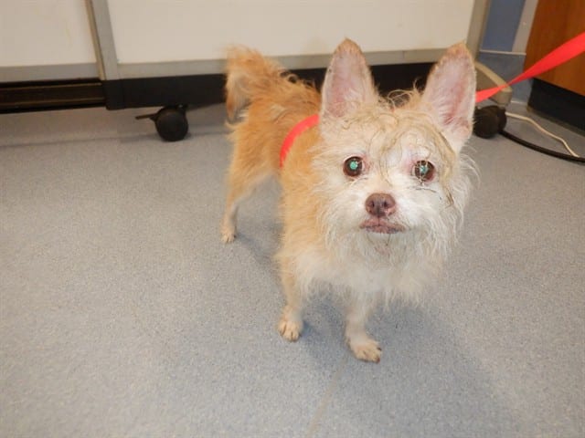 Photo of Simba, adoptable Affenpinscher mix in San José, California