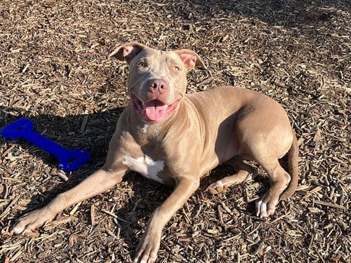 Photo of Shelly, adoptable Pit Bull Terrier in Orange, California